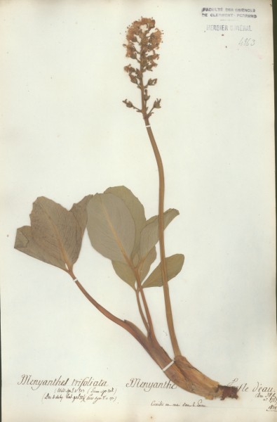 Menyanthes trifoliata CLF062067