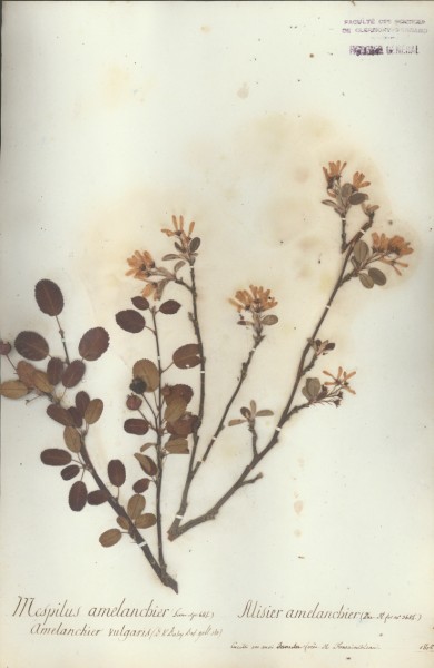 Mespilus amelanchier CLF034601