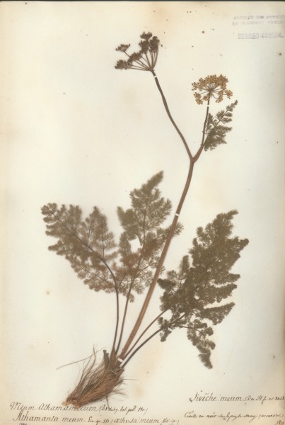 Meum athamatancium CLF042146