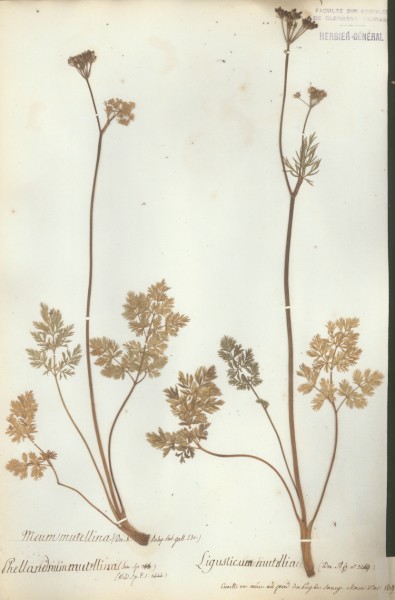 Meum mutellina CLF042168