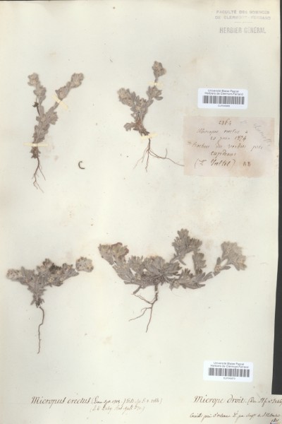 Micropus erectus CLF045970