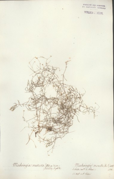 Moehringia muscosa CLF019743