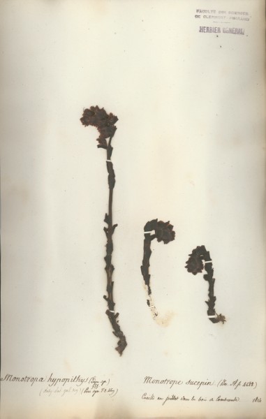 Monotropa hypopithys CLF053520