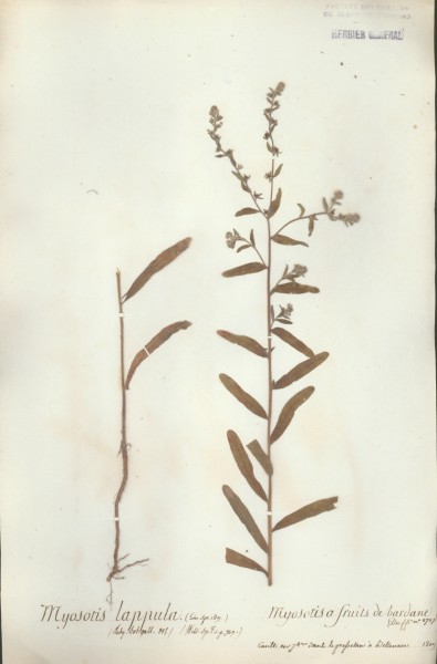 Myosotis lappula CLF062574