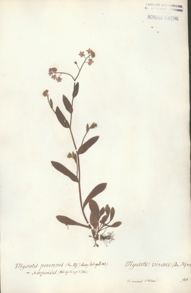 Myosotis perennis CLF062947