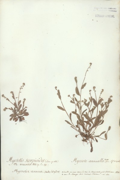 Myosotis scorpioides CLF072495