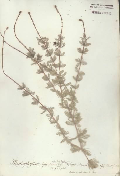Myriophyllum spicatum CLF037063