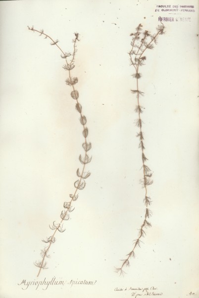 Myriophyllum spicatum CLF037064