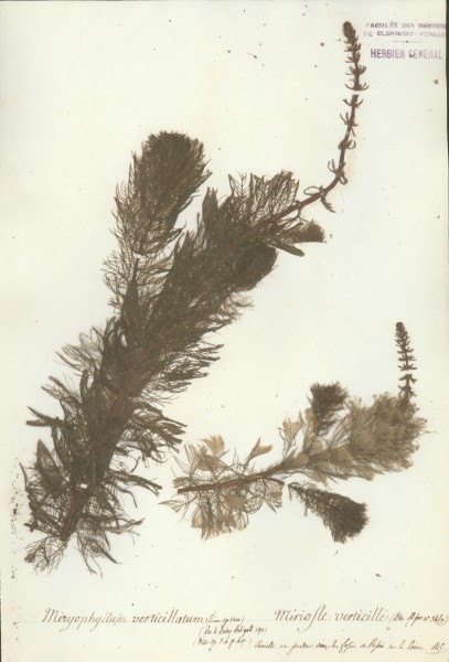 Myriophyllum verticillatum CLF037081