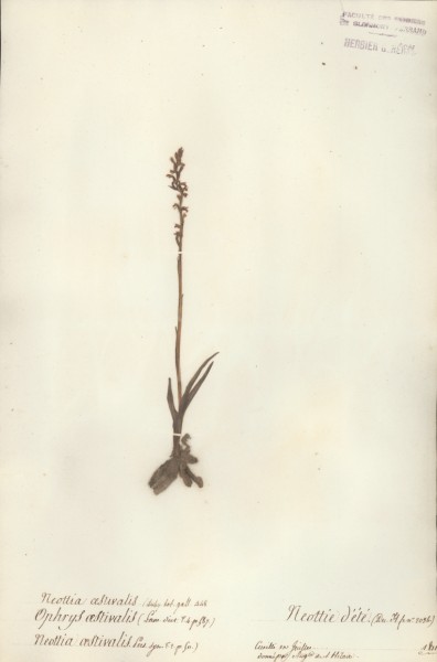 Neottia aestivalis CLF061311