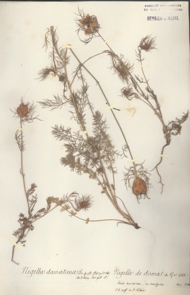 Nigella  damascena CLF007358