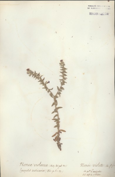 Nonea violacea