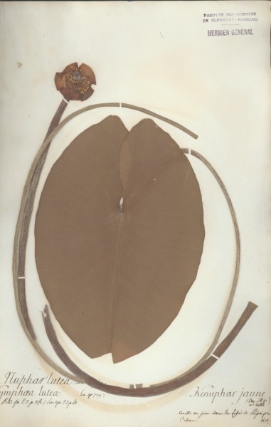 Nymphea lutea CLF009366