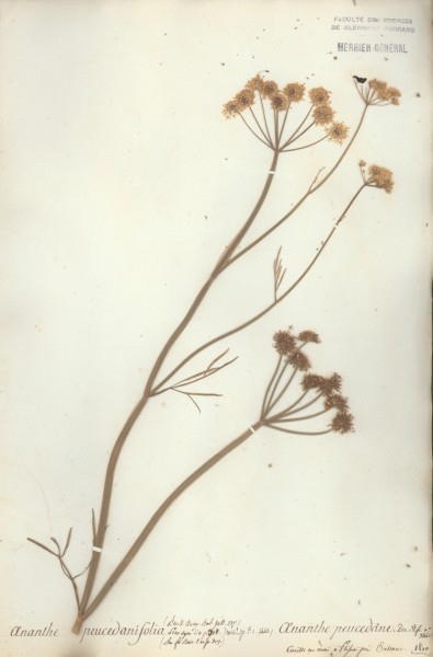 Oenanthe peucedanifolia CLF042060