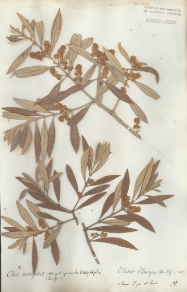 Olea europea CLF059716