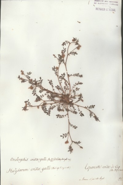 Onobrychis crista galli CLF029695