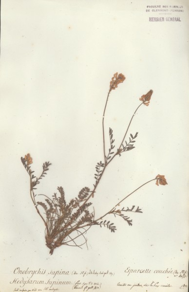 Onobrychis supinum CLF029718