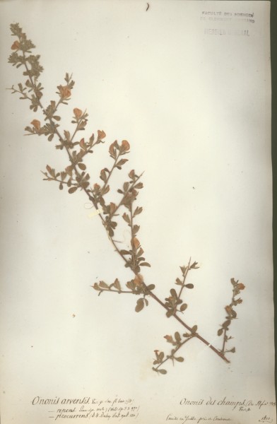 Ononis arvensis CLF024751