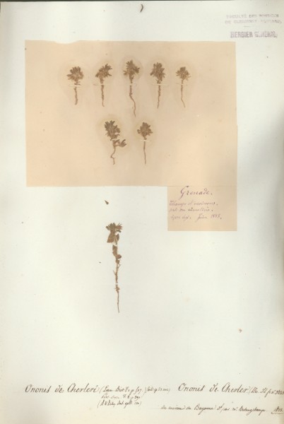 Ononis cherleri CLF024884