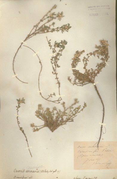 Ononis minutissima CLF024812 CLF024813