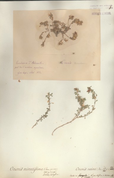 Ononis minutissima CLF024816 CLF024817