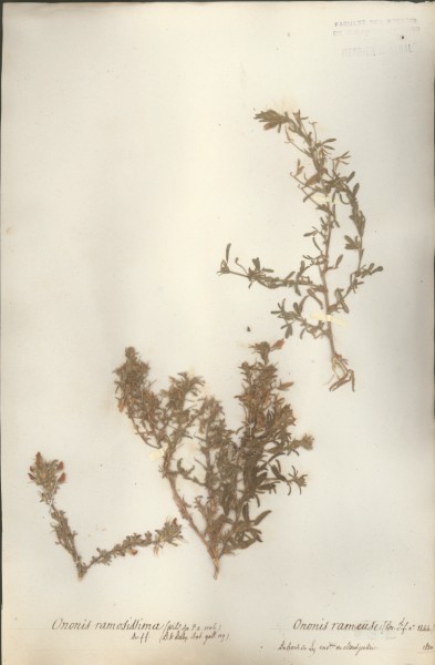 Ononis ramosissima CLF024848