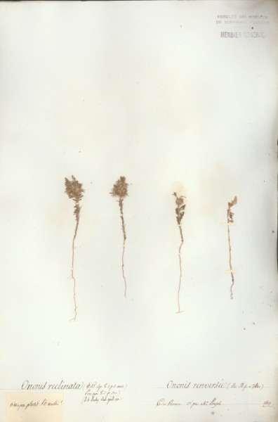 Ononis reclinata CLF024886