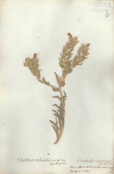 Onosma echioides CLF065244