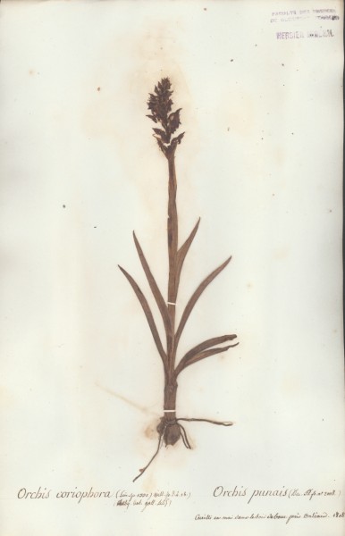 Orchis coriophora CLF061278