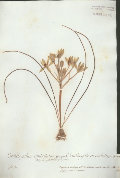 Ornithogalum umbellatum