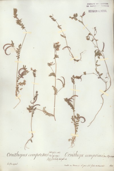 Ornithopus compressus CLF029458