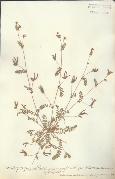 Ornithopus perpusillus CLF029485