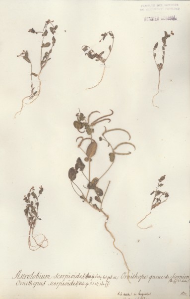 Ornithopus scorpioides CLF029562