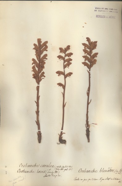 Orobanche caerula CLF072458