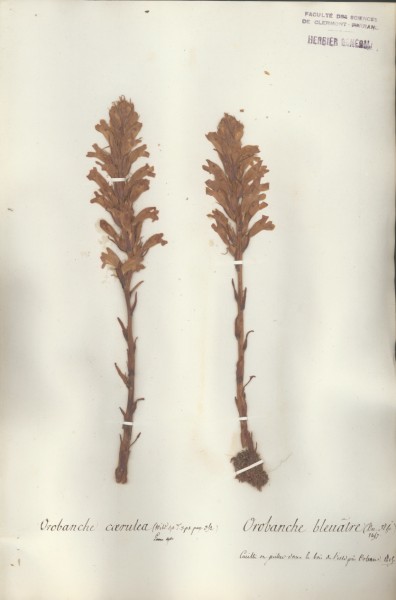 Orobanche caerula CLF072459