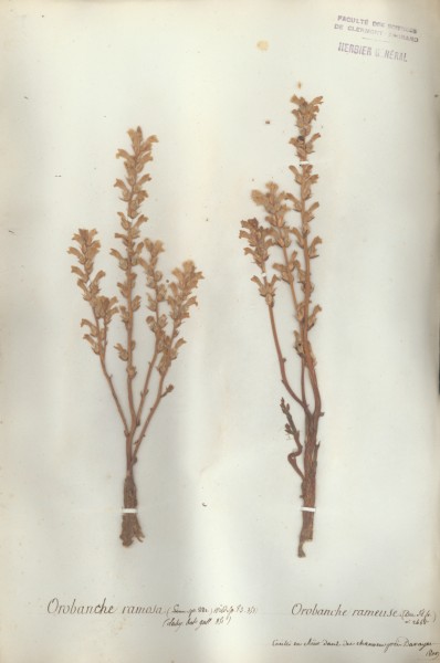 Orobanche ramosa CLF072475