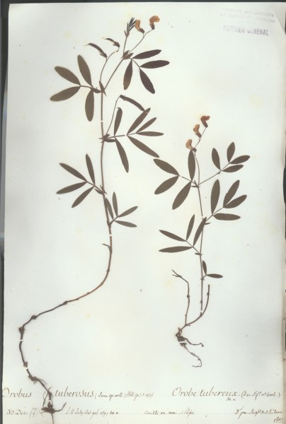 Orobus tuberosus