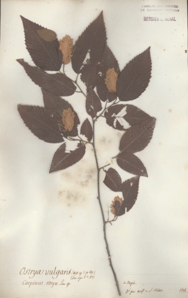Ostrya vulgaris