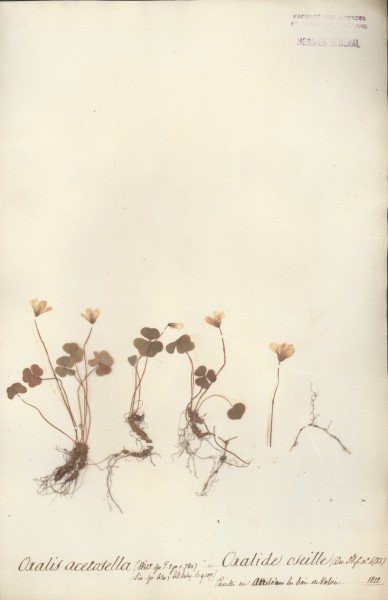 Oxalis acetosella CLF023155
