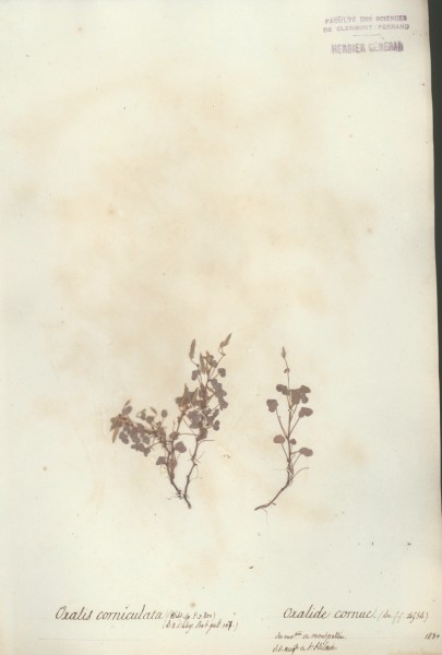 Oxalis corniculata CLF23180