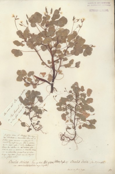 Oxalis stricta CLF023196