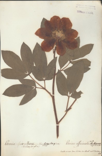 Paeonia corallina CLF007609