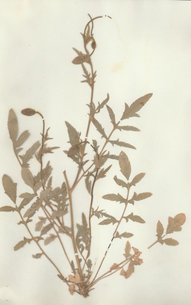 Papaver rheas L.
