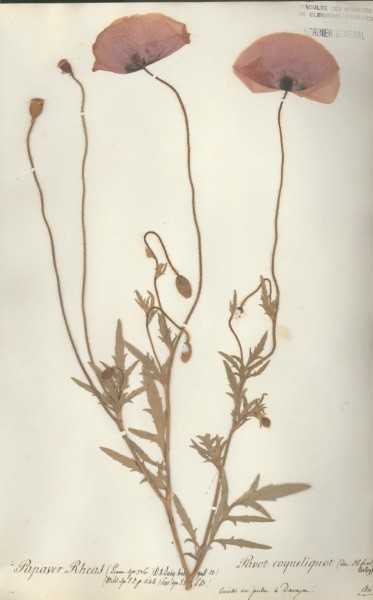 Papaver rheas