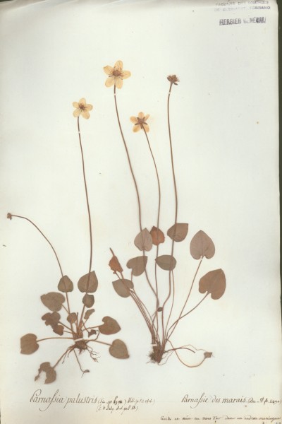 Parnassia palustris CLF035354