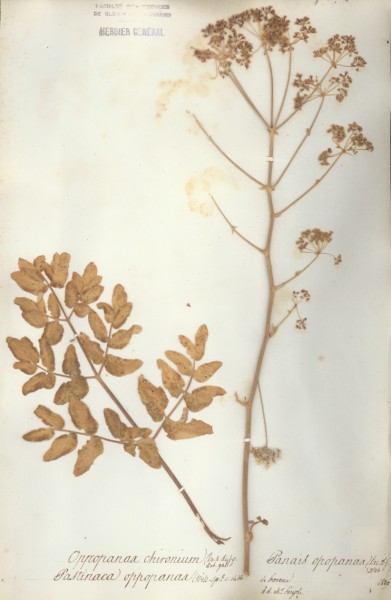 Pastinaca oppopanax CLF042472