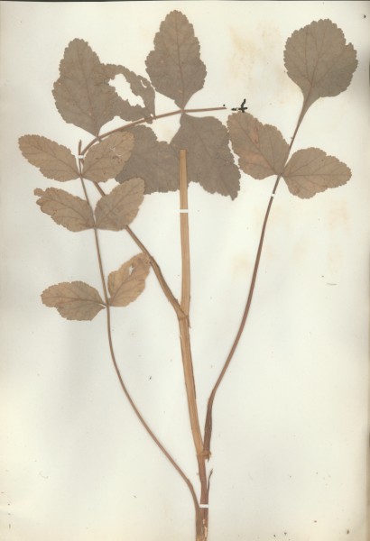 Pastinaca sativa  CLF042417