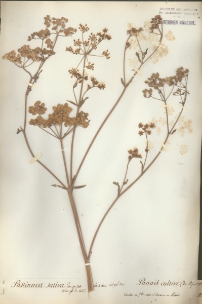 Pastinaca sativa CLF042417