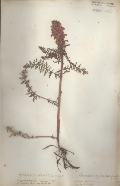 Pedicularis fasciculata CLF072136