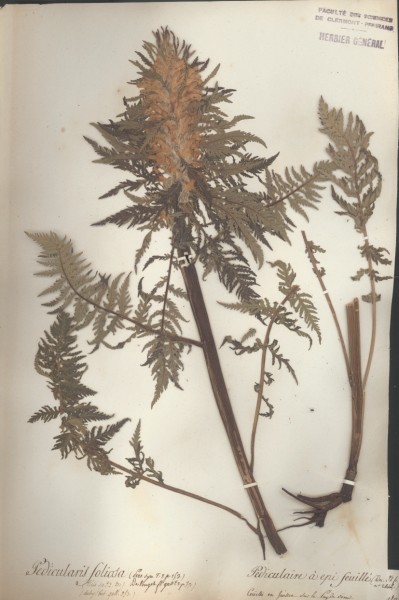 Pedicularis foliosa CLF072156